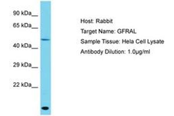 GFRAL antibody  (AA 86-135)