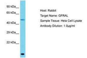 Image no. 1 for anti-GDNF Family Receptor alpha Like (GFRAL) (AA 86-135) antibody (ABIN6750564) (GFRAL antibody  (AA 86-135))