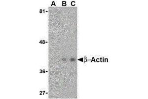 Western Blotting (WB) image for anti-Actin, beta (ACTB) (N-Term) antibody (ABIN2477265) (beta Actin antibody  (N-Term))