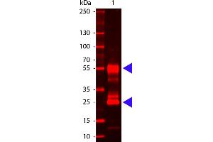 Mouse IgG (H&L) Antibody 680 Conjugated - Western Blot. (Goat anti-Mouse IgG (Heavy & Light Chain) Antibody (DyLight 680) - Preadsorbed)