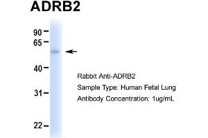 Hum. (beta 2 Adrenergic Receptor antibody  (Middle Region))