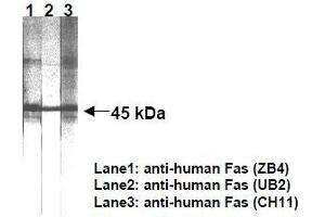 Western Blotting (WB) image for anti-TNF Receptor Superfamily, Member 6 (FAS) antibody (ABIN1106613) (FAS antibody)