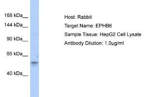 Host: Rabbit Target Name: EPHB6 Sample Type: HepG2 Whole Cell lysates Antibody Dilution: 1. (EPH Receptor B6 antibody  (Middle Region))