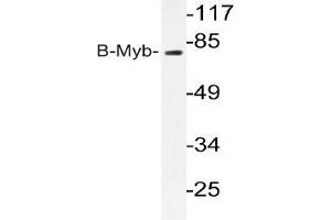 Western blot analysis of B-Myb antibody in extracts from K562 cells.