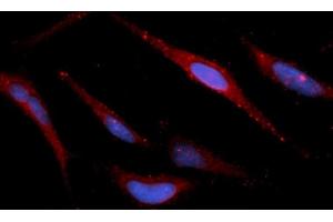 Immunofluorescence (IF) image for anti-Peroxiredoxin 5 (PRDX5) (AA 53-214) antibody (APC) (ABIN5565989)