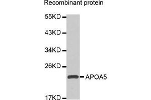 Western blot analysis of extracts of Recombinant protein, using APOA5 antibody. (APOA5 antibody  (AA 207-366))
