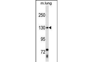 Western blot analysis in mouse lung tissue lysates (35ug/lane). (THRAP3 antibody  (C-Term))