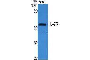 Western Blot (WB) analysis of specific cells using IL-7R Polyclonal Antibody.