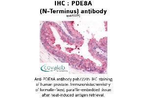 Image no. 1 for anti-phosphodiesterase 8A (PDE8A) (N-Term) antibody (ABIN1737922) (PDE8A antibody  (N-Term))