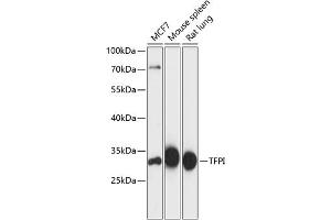 Western blot analysis of extracts of various cell lines, using TFPI antibody (ABIN6132720, ABIN6149057, ABIN6149058 and ABIN6216422) at 1:3000 dilution. (TFPI antibody  (AA 29-224))