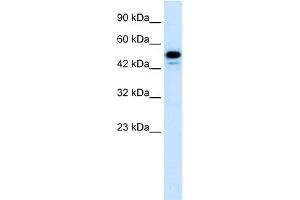 WB Suggested Anti-CDK8 Antibody Titration:  1. (CDK8 antibody  (C-Term))
