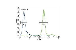 HGF Antibody (C-term) (ABIN388462 and ABIN2848889) flow cytometric analysis of CEM cells (right histogram) compared to a negative control cell (left histogram). (HGF antibody  (C-Term))