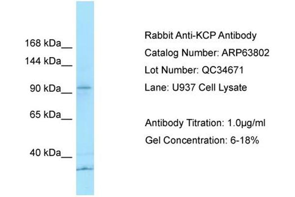 KCP antibody  (N-Term)