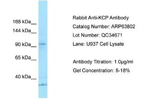 KCP antibody  (N-Term)
