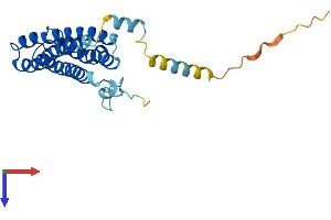 AlphaFold protein structure predicition of Mouse Recombinant Scamp5 Protein, UniprotID Q9JKD3