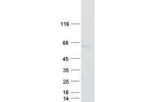 Validation with Western Blot (HS1BP3 Protein (Myc-DYKDDDDK Tag))