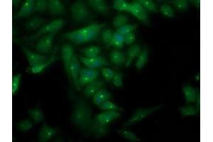 Immunofluorescent staining of HeLa cells using anti-PLEKHA3 mouse monoclonal antibody (ABIN2454555). (PLEKHA3 antibody)