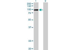 Western Blot analysis of CPSF2 expression in transfected 293T cell line by CPSF2 MaxPab polyclonal antibody. (CPSF2 antibody  (AA 1-782))