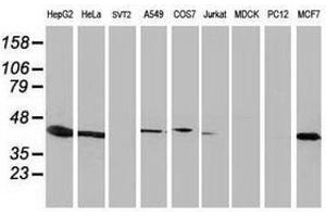 Image no. 2 for anti-ADP-Ribosylation Factor GTPase Activating Protein 1 (ARFGAP1) antibody (ABIN1496682) (ARFGAP1 antibody)