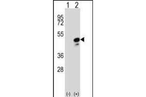 Western blot analysis of COPS3 (arrow) using rabbit polyclonal COPS3 Antibody (Center) (ABIN392341 and ABIN2841982). (COPS3 antibody  (AA 98-130))