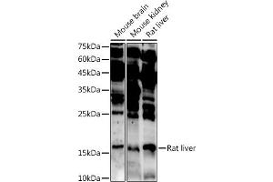 ASCL4 antibody  (AA 1-172)