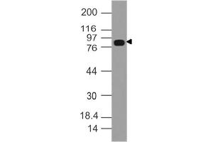 Image no. 1 for anti-Dishevelled, Dsh Homolog 3 (Drosophila) (DVL3) (AA 500-710) antibody (ABIN5027645) (DVL3 antibody  (AA 500-710))