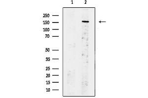 anti-CD109 (CD109) (C-Term) antibody
