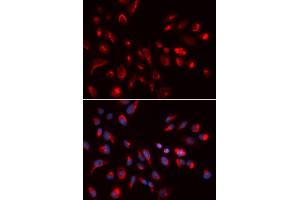 Immunofluorescence (IF) image for anti-Cholinergic Receptor, Muscarinic 5 (CHRM5) antibody (ABIN1876555) (CHRM5 antibody)