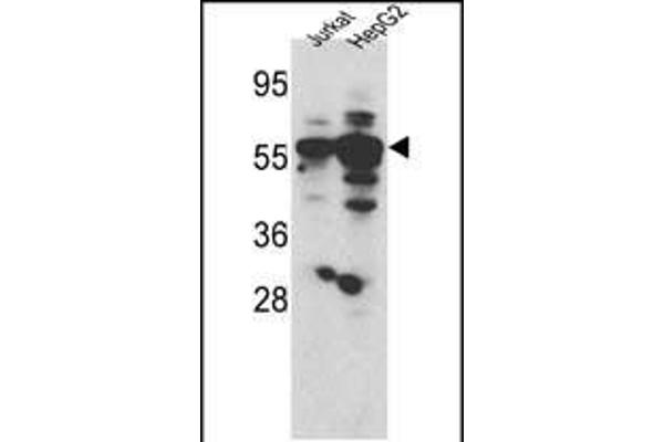 SGK3 anticorps  (AA 108-139)
