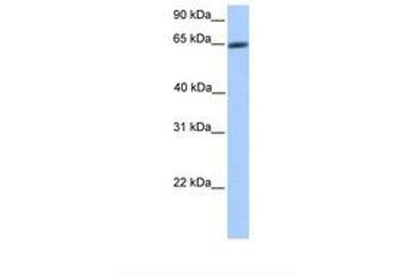 ZNF449 antibody  (AA 74-123)