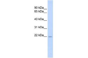 TNFSF18 antibody used at 1 ug/ml to detect target protein. (TNFSF18 antibody)