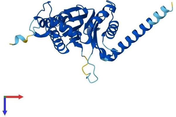 PSMA4 Protein (AA 1-261) (His tag)