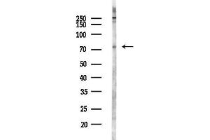 anti-Potassium Voltage-Gated Channel, Shal-Related Subfamily, Member 3 (KCND3) (Internal Region) antibody