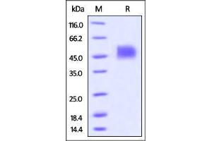 SDS-PAGE (SDS) image for CD33 (CD33) (AA 18-259) (Active) protein (His tag,AVI tag,Biotin) (ABIN3137682)