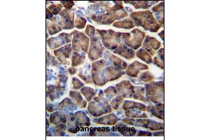 KCTD3 Antibody (C-term) (ABIN657241 and ABIN2846340) immunohistochemistry analysis in formalin fixed and paraffin embedded human pancreas tissue followed by peroxidase conjugation of the secondary antibody and DAB staining. (KCTD3 antibody  (C-Term))