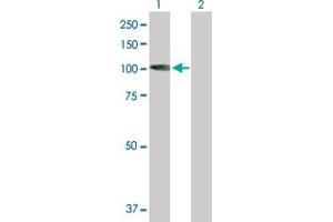 Western Blot analysis of KIF3C expression in transfected 293T cell line by KIF3C MaxPab polyclonal antibody. (KIF3C antibody  (AA 1-793))