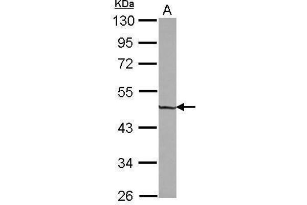 Zinc Finger and SCAN Domain Containing 31 (ZSCAN31) (Center) antibody