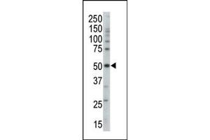 Western blot analysis of anti-PRKAG3 Pab (ABIN391060 and ABIN2841215) in mouse brain tissue lysate. (PRKAG3 antibody  (AA 148-178))