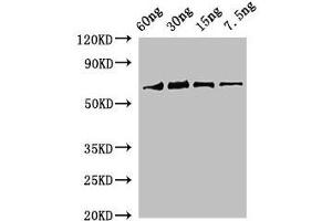 Western Blot Positive WB detected in Recombinant protein All lanes: rbcL antibody at 2 μg/mL Secondary Goat polyclonal to rabbit IgG at 1/50000 dilution Predicted band size: 69 kDa Observed band size: 69 kDa (RBCL (AA 3-475) antibody)