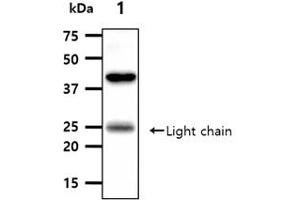The tissue lysates (40ug) were resolved by SDS-PAGE, transferred to PVDF membrane and probed with anti-human ANGPT5 antibody (1:1000). (ANGPTL3 antibody)