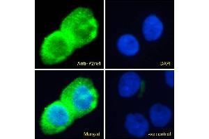 Immunofluorescence (IF) image for anti-Purinergic Receptor P2X, Ligand-Gated Ion Channel, 4 (P2RX4) (Internal Region) antibody (ABIN987282)