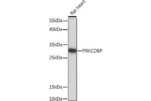 Western blot analysis of extracts of Rat heart, using PRKCDBP Rabbit pAb (ABIN7269635) at 1:1000 dilution. (PRKCDBP antibody  (AA 75-160))
