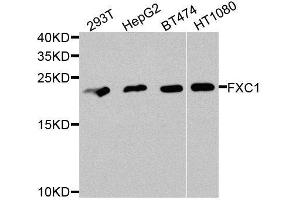 Western blot analysis of extracts of various cell lines, using TIMM10B antibody. (TIMM10B antibody  (AA 1-103))
