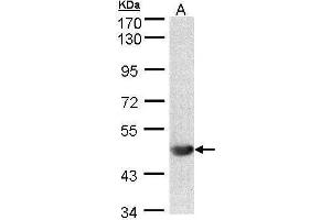WB Image Sample (30 ug of whole cell lysate) A: 293T 7. (ALG1 antibody)