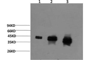 Western Blotting (WB) image for anti-Mitogen-Activated Protein Kinase 1/3 (MAPK1/3) antibody (ABIN5960946) (ERK1/2 antibody)