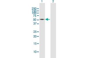 Western Blot analysis of CTSD expression in transfected 293T cell line by CTSD MaxPab polyclonal antibody. (Cathepsin D antibody  (AA 1-412))