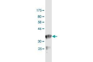 Western Blot detection against Immunogen (36. (EWSR1 antibody  (AA 358-453))