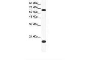 Image no. 1 for anti-Cullin 1 (CUL1) (C-Term) antibody (ABIN202908) (Cullin 1 antibody  (C-Term))