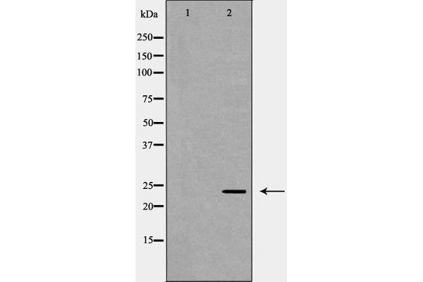 POLR2E antibody  (Internal Region)