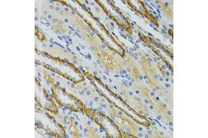 Immunohistochemistry of paraffin-embedded mouse kidney using COG2 antibody. (COG2 antibody  (AA 1-280))